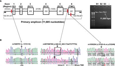 Novel Human FCGR1A Variants Affect CD64 Functions and Are Risk Factors for Sarcoidosis